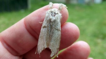 Moths on my computer lamp, luckily it wasn't a candle flame