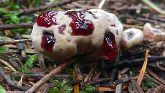Hydnellum peckii Banker - Unusual mushrooms