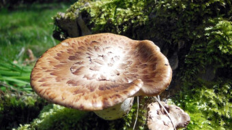 Dryad's saddle or pheasant's back mushroom - Tasty spring arboreal mushroom