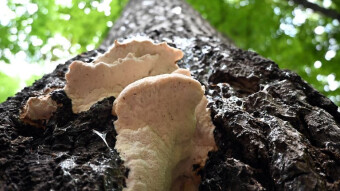 The Mysterious Weeping Tree Fungus - Climacocystis borealis Mushroom