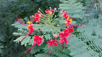 Home breeding of exotic plants - Poinciana, Peacock flower, Red bird of paradise (Brezylka nadobna - Caesalpinia pulcherrima)
