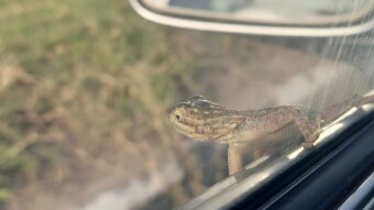 Ride Along into the New Year
