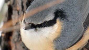 The nuthatch was lurking on the tree like "Zorro" until he finally decided to take a risk and nibble a few nuts and sunflower seeds