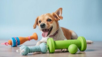 Why Your Dog Can’t Find the Red Ball: The Truth About Toy Colors