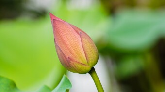 Nature is our refillable prescription