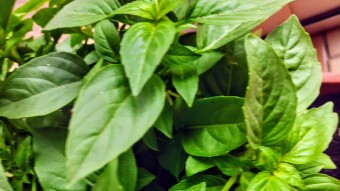 Plantas de casa - Diario 6