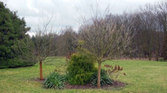 Spring Monday in February - minimum walk - My Actifit Report Card: February 12 2024