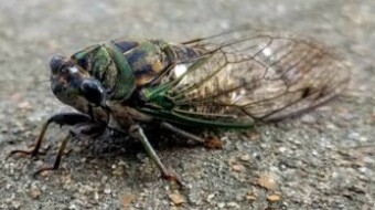 Cicada on my sidewalk