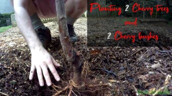 Planting 2 Cherry trees and 2 Cherry bushes