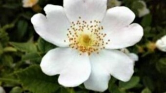 Wild Rose was a cure for rabies