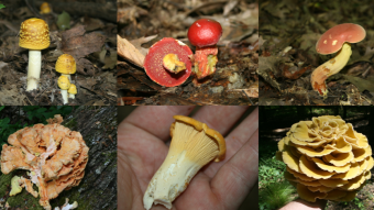 2023 Mushroom Memories: Early Summer Bounties