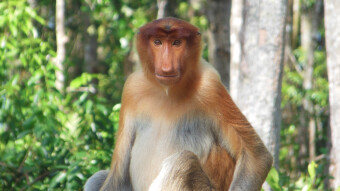 My journey through Asia, Borneo - Monkeys live in the wild - What are you talking about?