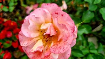 Rose flower photography