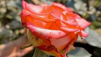Rose Flower Photography.