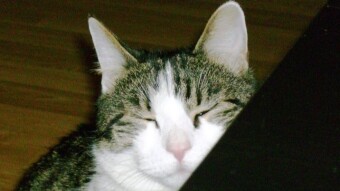 Murphy 2005 - 2017 - Teil 6 - Umzug in eine größere Wohnung