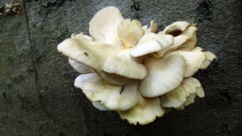 All oyster mushrooms are edible. Be it Indian oyster or Pleurotus cornucopiae