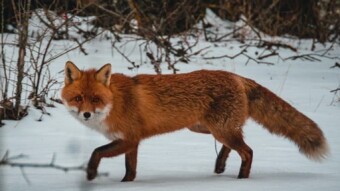 How to Set Nonce in Metamask