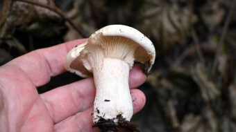 Giant leucopax, supposedly edible but no one collects it