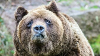 Bitcoin is becoming bearish again?
