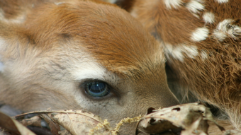 Blue-eyed Fawn