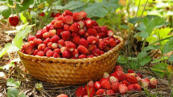 Wild Strawberry