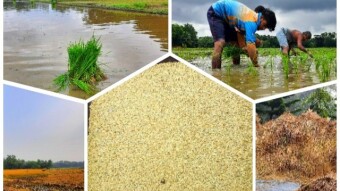 How to do paddy project in our village..