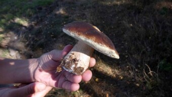 Is this the beginning of the boletus season or a sad ending?