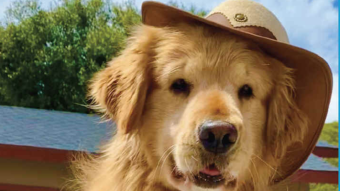 Satire: Mayor Max aims to become the first canine president of the United States