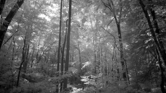 Sunlight on the forest floor - Infrared Photography