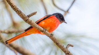 Beautiful Red Bird (Minivet)