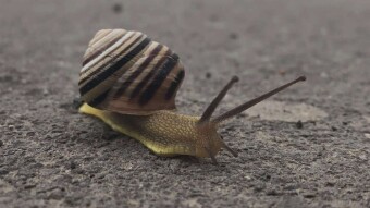 Snail Story, luckily NOT a said Story