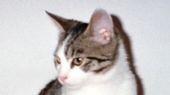 Murphy 2005 - 2017 Teil 2 - Der Schreibtisch