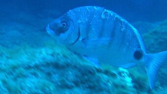 Scuba Dive in Tenerife