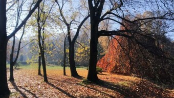 Lady Autumn Bows Low - My Actifit Report Card: November 6, 2025