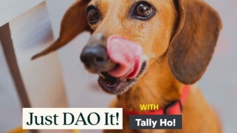Just DAO It with Tally Ho Wallet!