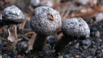 Mushrooms occurring in Europe - Tulostoma fimbriatum