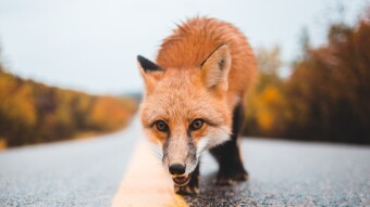 MetaMask New Feature: MetaMask  Swap