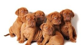 Dogue De Bordeaux