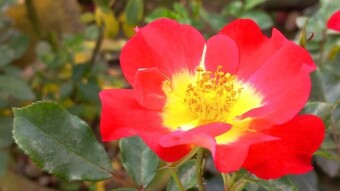 Red rose photography