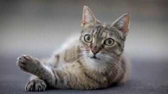 Some Things About Cat Litter That You May Not Know