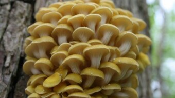 Late Spring Mushrooms of Michigan, USA