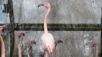 Sad flamingos looking for spring, and there is no real winter here yet - My Actifit Report Card: November 18 2022