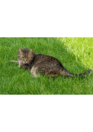 Update 17: Cats cryptocurrency prediction experiment!