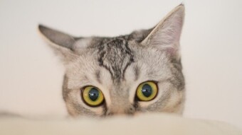 Cat Owner? Important Information To Protect Your Privacy!