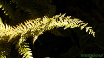 Various plant leaves and flowers - Macro Photography