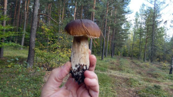 Late autumn mushrooms in the forests of Europe