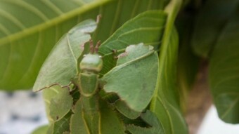 Visiting Butterfly Park in Tabanan Bali, Indonesia