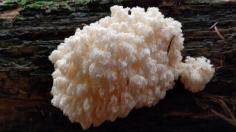 Hericium clathroides - Mushroom like Santa's beard