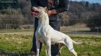 Dogo Argentino