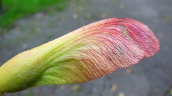 Almost all colors of the rainbow in nature, not necessarily natural